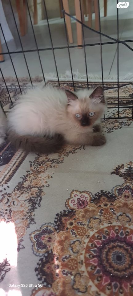 תמונת מודעה - חיות מחמד