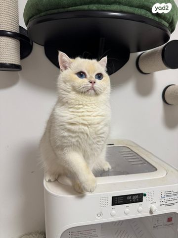 תמונת מודעה - חיות מחמד