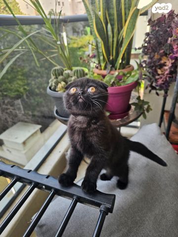 תמונת מודעה - חיות מחמד