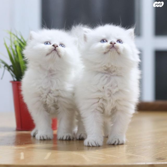 תמונת מודעה - חיות מחמד