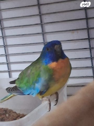 תמונת מודעה - חיות מחמד