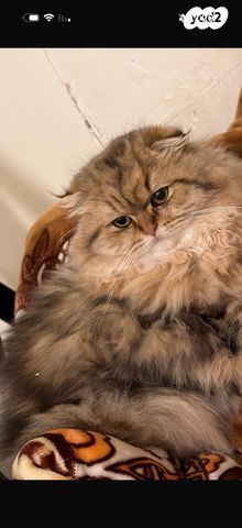 תמונת מודעה - חיות מחמד