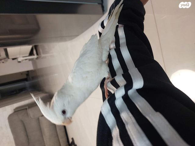 תמונת מודעה - חיות מחמד