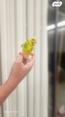 תמונת מודעה - חיות מחמד