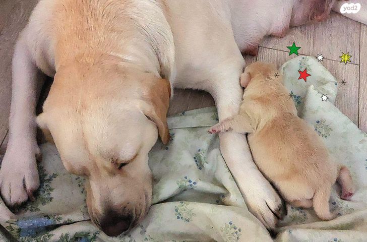 תמונת מודעה - חיות מחמד