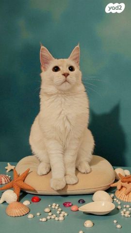 תמונת מודעה - חיות מחמד