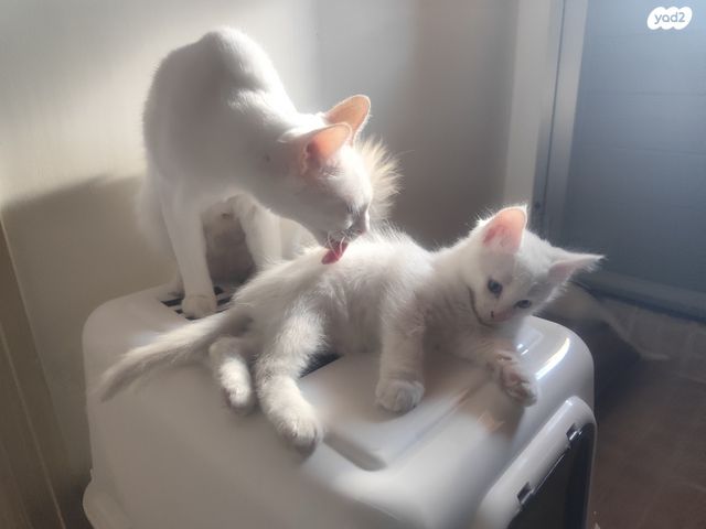 תמונת מודעה - חיות מחמד