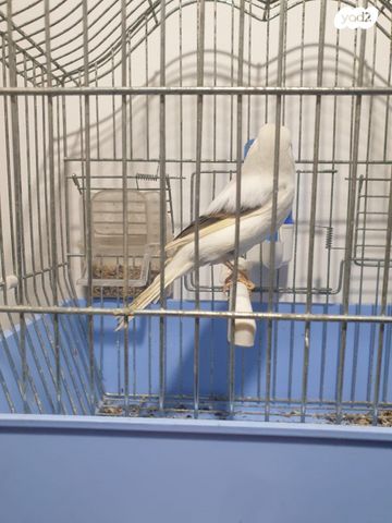 תמונת מודעה - חיות מחמד