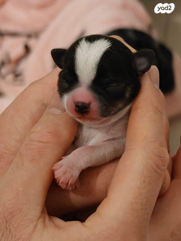 תמונת מודעה - חיות מחמד