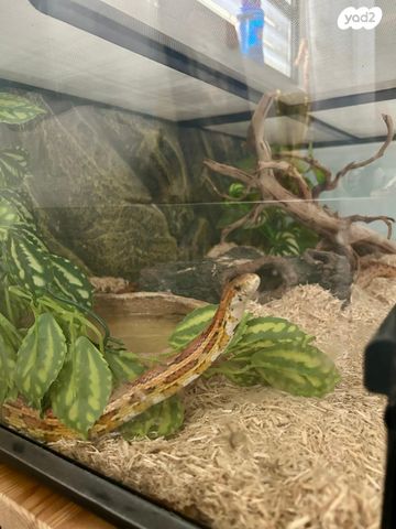 תמונת מודעה - חיות מחמד