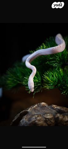 תמונת מודעה - חיות מחמד