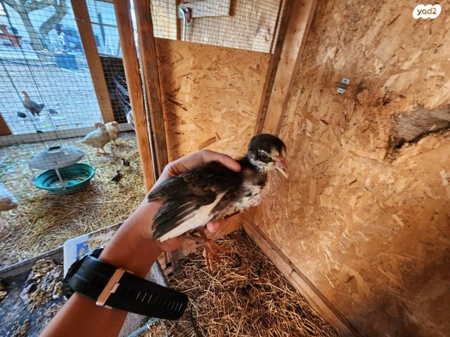 תמונת מודעה - חיות מחמד