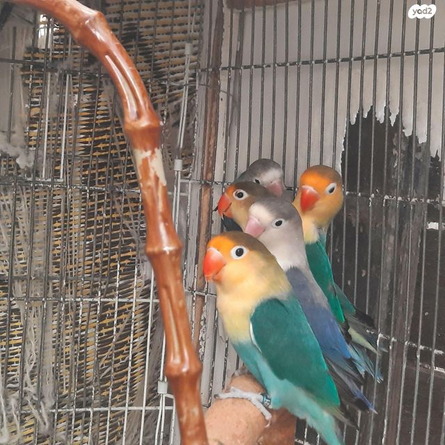 תמונת מודעה - חיות מחמד