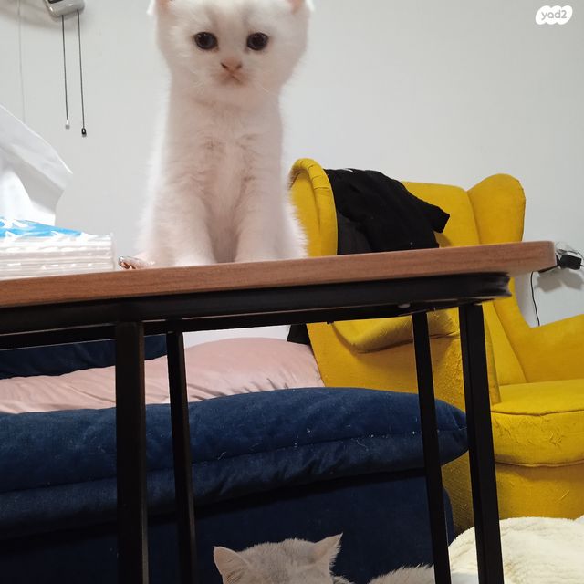 תמונת מודעה - חיות מחמד