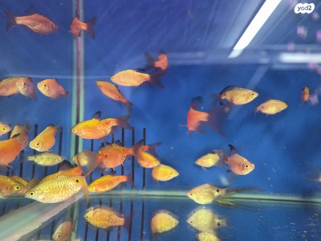 תמונת מודעה - חיות מחמד