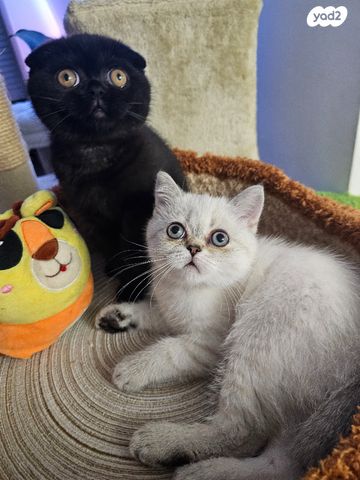 תמונת מודעה - חיות מחמד