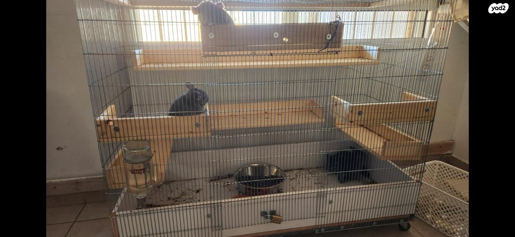 תמונת מודעה - חיות מחמד