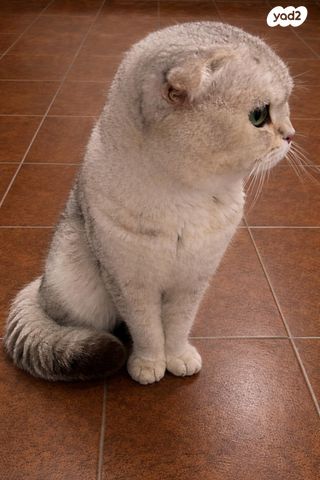 תמונת מודעה - חיות מחמד