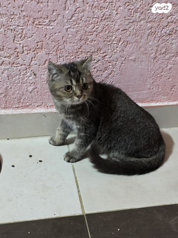 תמונת מודעה - חיות מחמד