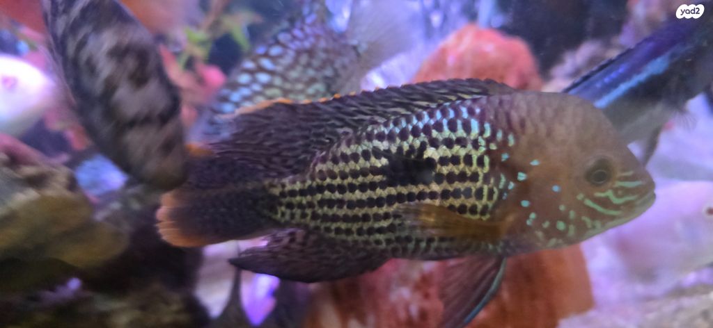 תמונת מודעה - חיות מחמד