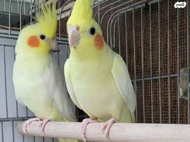 תמונת מודעה - חיות מחמד