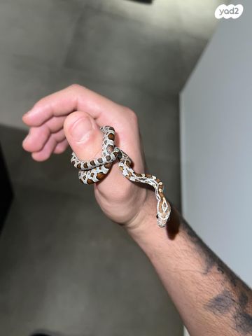 תמונת מודעה - חיות מחמד