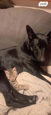 תמונת מודעה - חיות מחמד