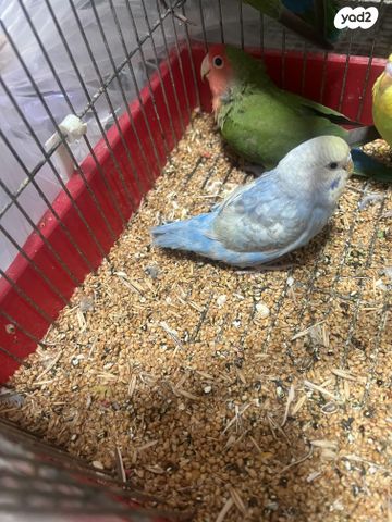 תמונת מודעה - חיות מחמד