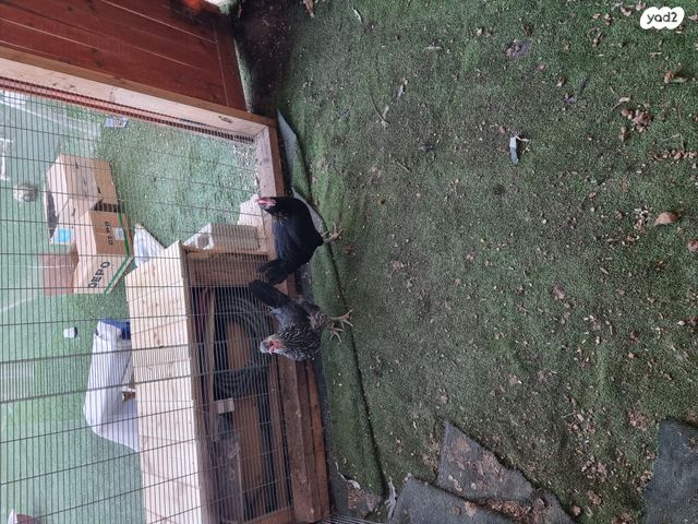 תמונת מודעה - חיות מחמד