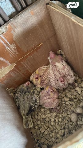 תמונת מודעה - חיות מחמד