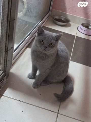 תמונת מודעה - חיות מחמד