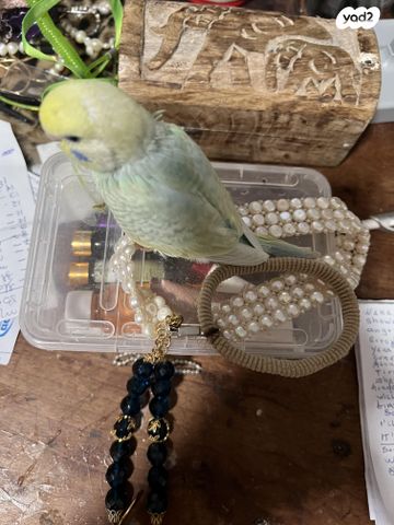 תמונת מודעה - חיות מחמד