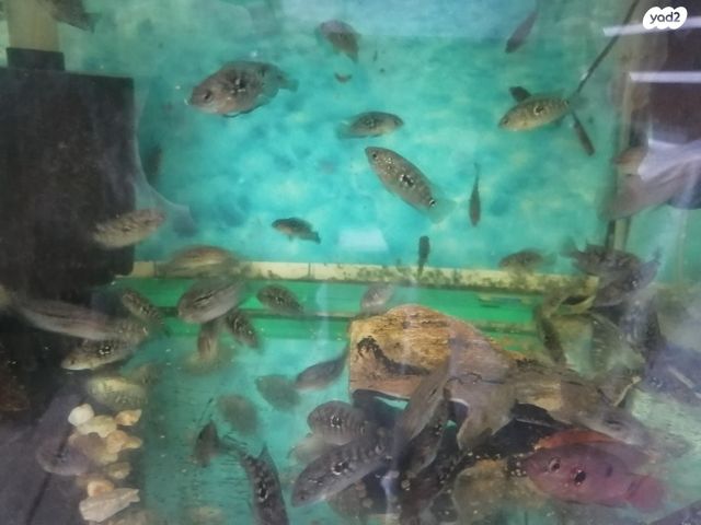 תמונת מודעה - חיות מחמד