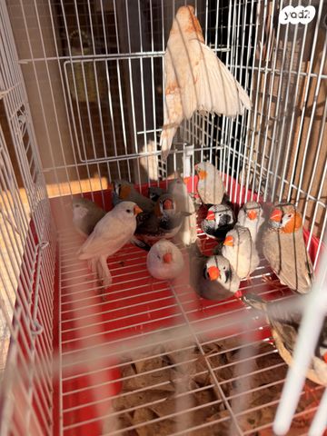 תמונת מודעה - חיות מחמד