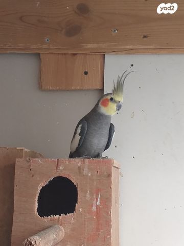 תמונת מודעה - חיות מחמד