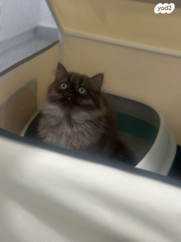 תמונת מודעה - חיות מחמד