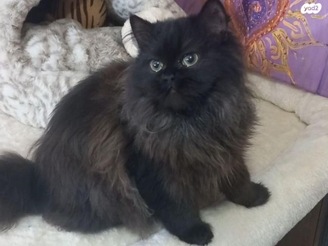 תמונת מודעה - חיות מחמד