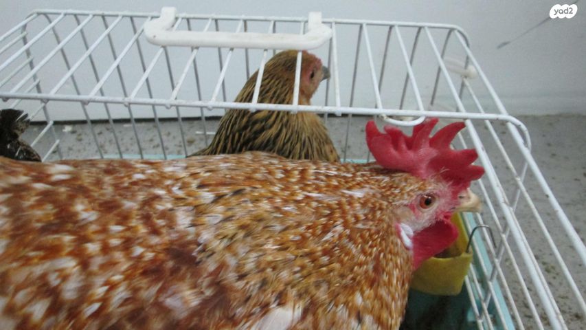 תמונת מודעה - חיות מחמד