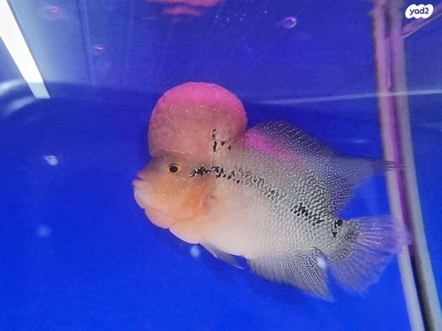 תמונת מודעה - חיות מחמד