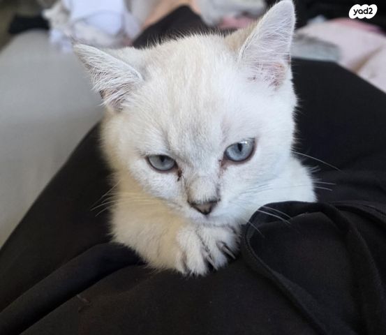 תמונת מודעה - חיות מחמד