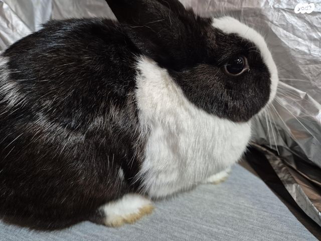 תמונת מודעה - חיות מחמד