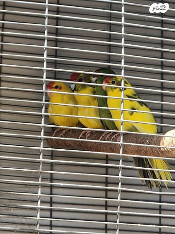 תמונת מודעה - חיות מחמד