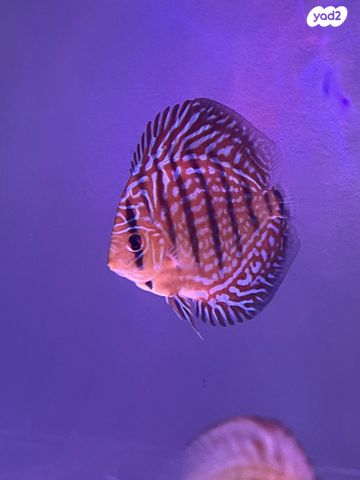 תמונת מודעה - חיות מחמד