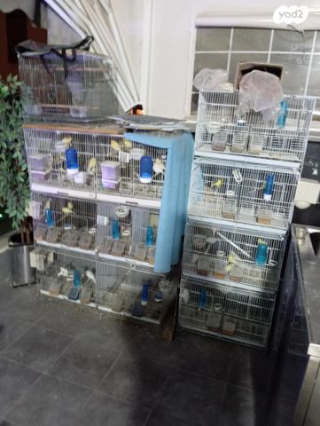 תמונת מודעה - חיות מחמד