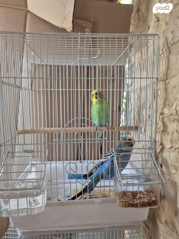 תמונת מודעה - חיות מחמד