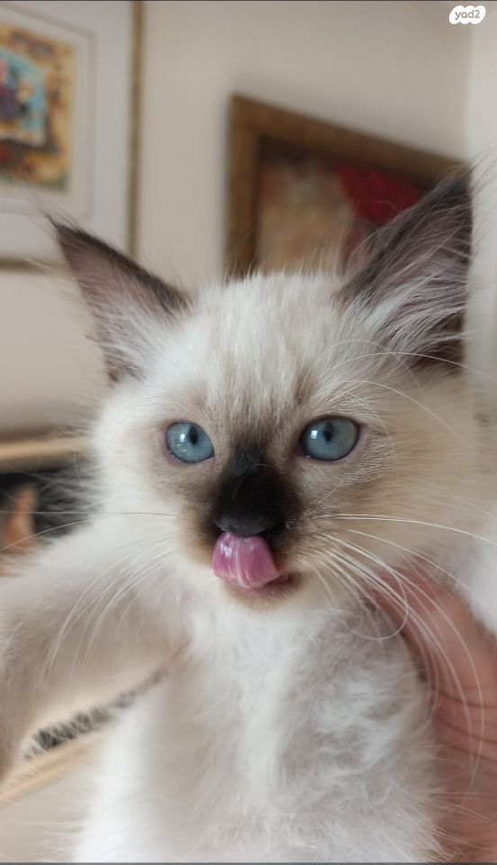 תמונת מודעה - חיות מחמד