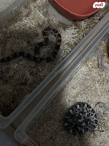 תמונת מודעה - חיות מחמד