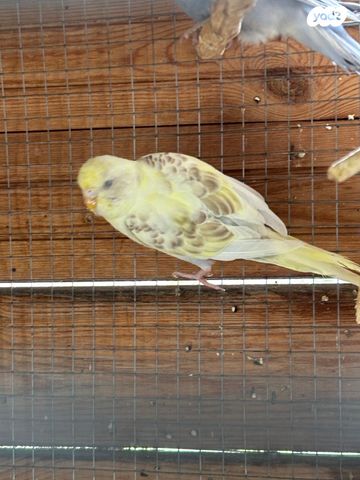 תמונת מודעה - חיות מחמד