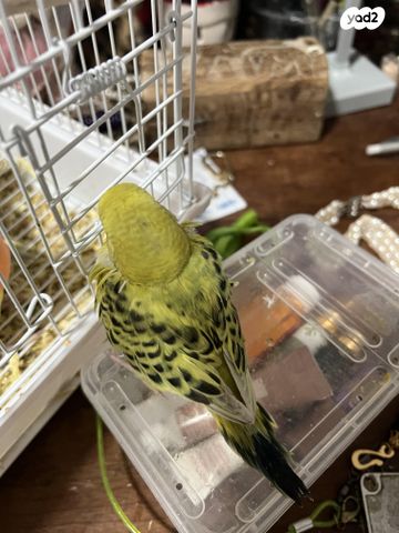 תמונת מודעה - חיות מחמד