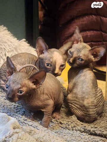 תמונת מודעה - חיות מחמד